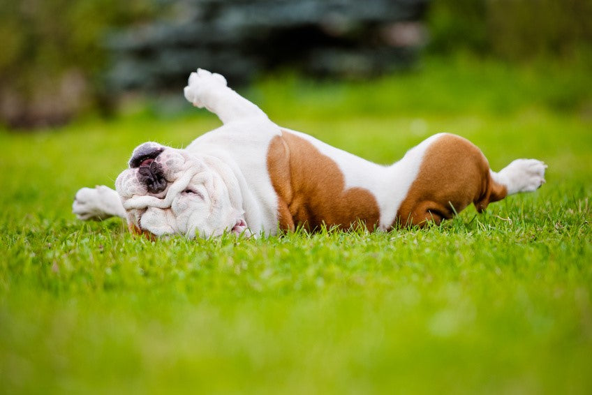 Perché ai cani piace rotolarsi su cose maleodoranti?