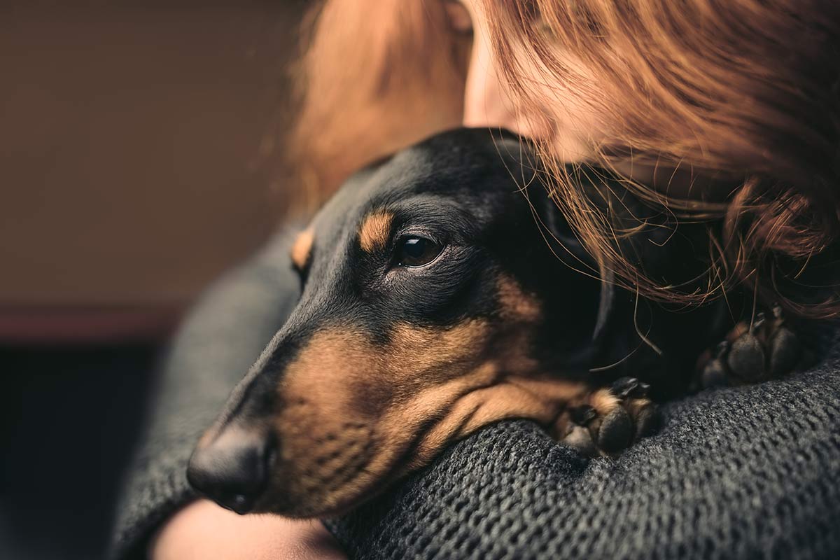 Empatia canina: perchè il cane "sente" l'uomo.