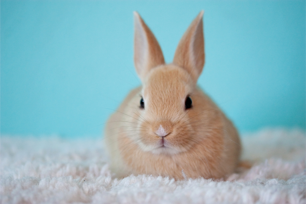 Perchè i conigli muovono il naso? Cosa comunica questo gesto?