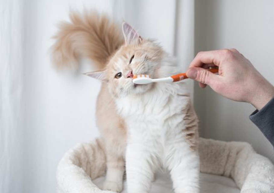 Parafarmaceutici Gatto