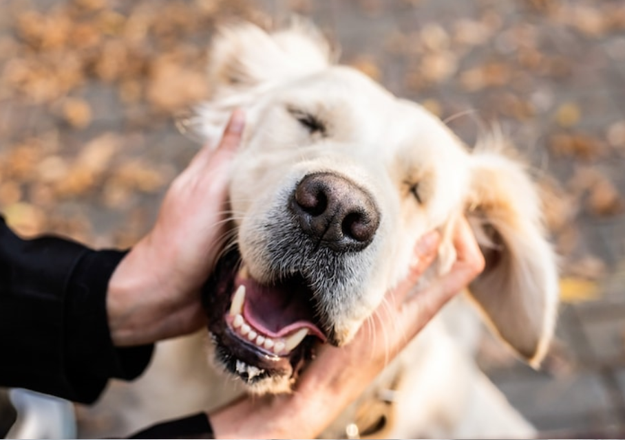 Parafarmaceutici Cane