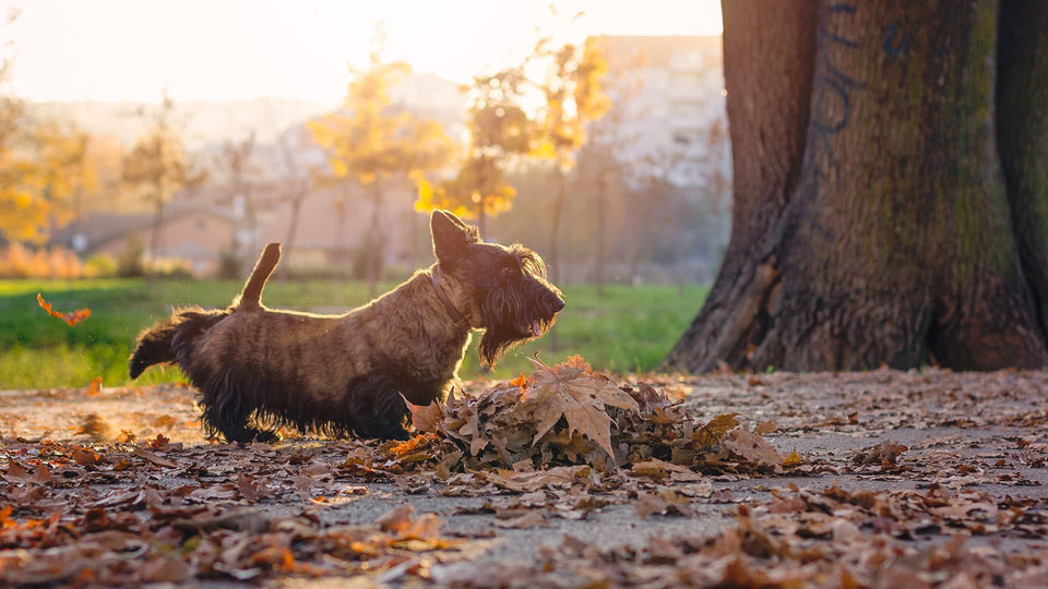 Perchè i cani scalciano il suolo con le zampe?