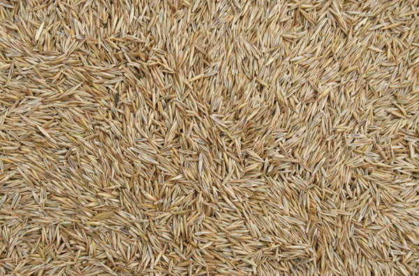 Blattner Festuca Rossa 1Kg