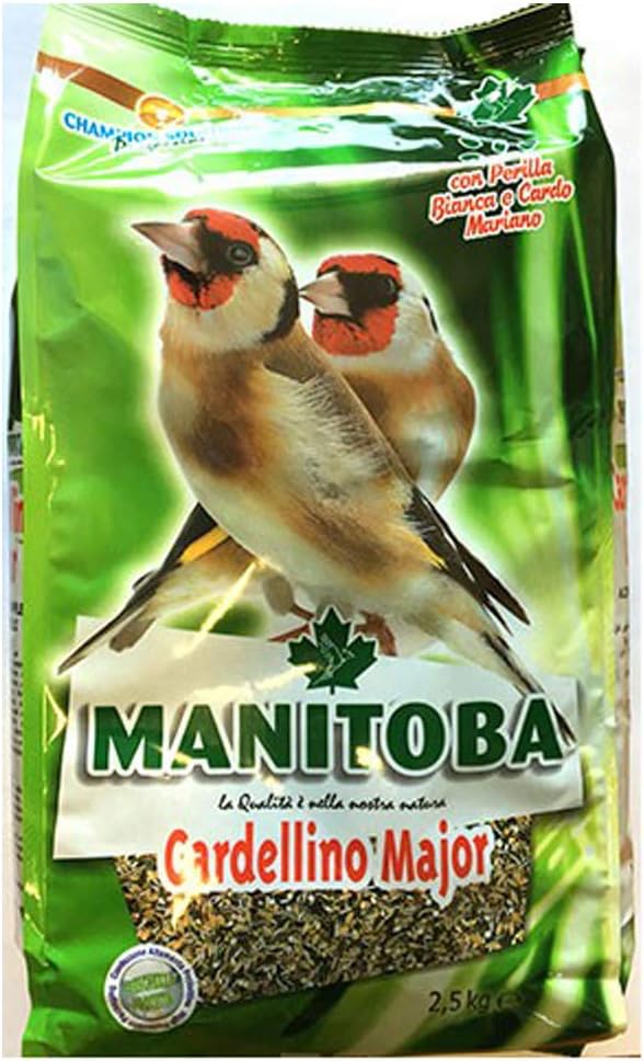 Manitoba Cardellino Major