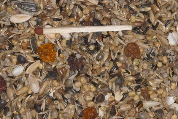 Blattner Miscela Verdoni e Ciuffolotti 5kg