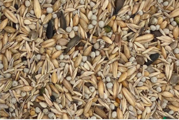 Blattner Cardellino Minore Mediterraneo