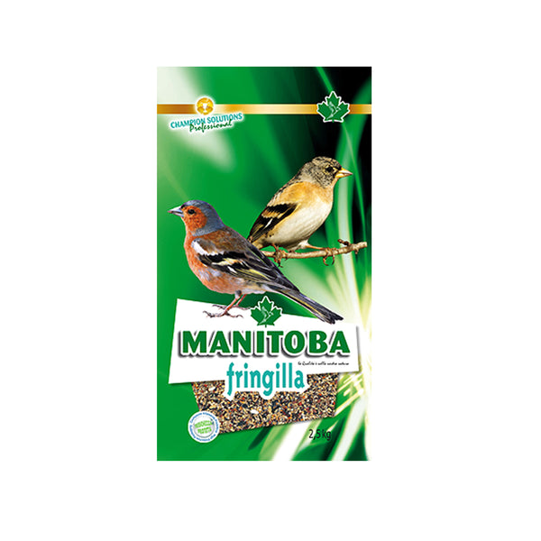 Manitoba Fringilla