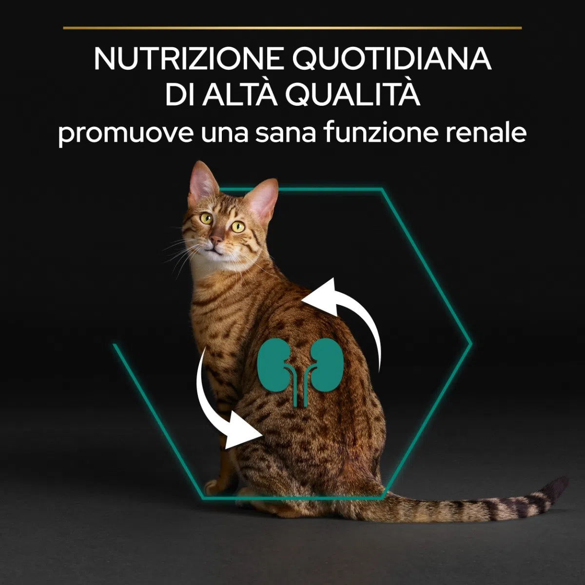 Purina Pro Plan Renal Plus Sterilised Adult 1+ con Coniglio