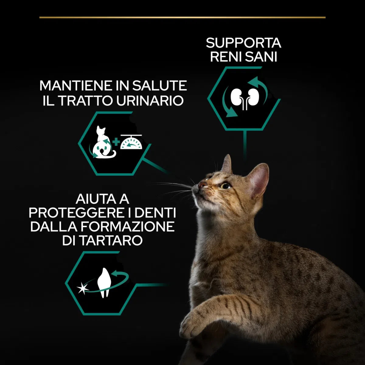 Purina Pro Plan Renal Plus Sterilised Adult 1+ con Salmone - secco gatto